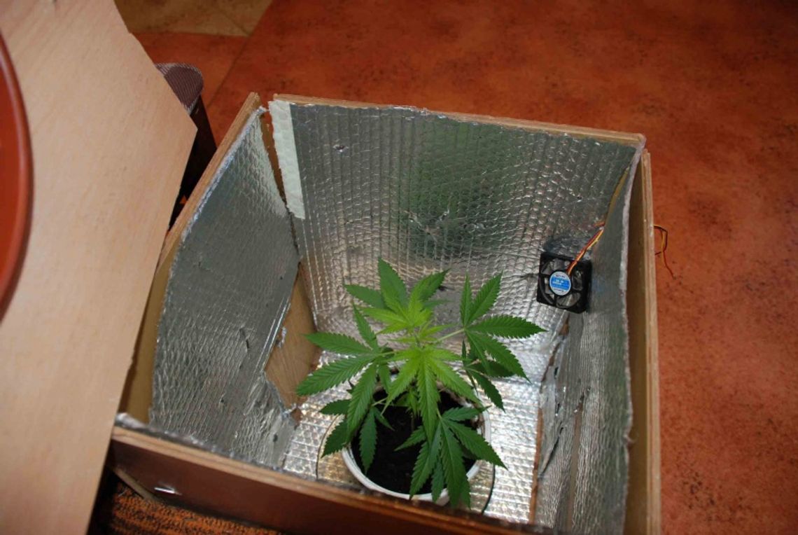 Drzewko konopii indyjskich w pufie - oświetlane żarówką Drzewko konopii indyjskich w pufie - oświetlane żarówką