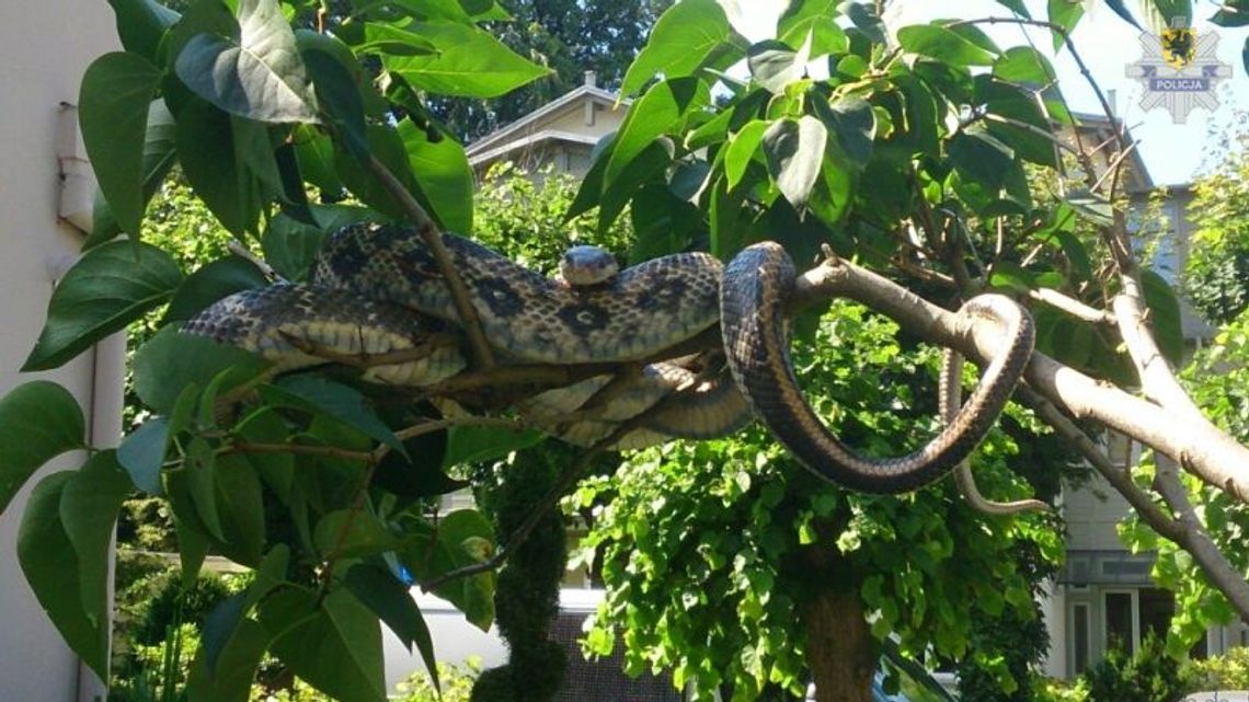 Dusieciel na drzewie