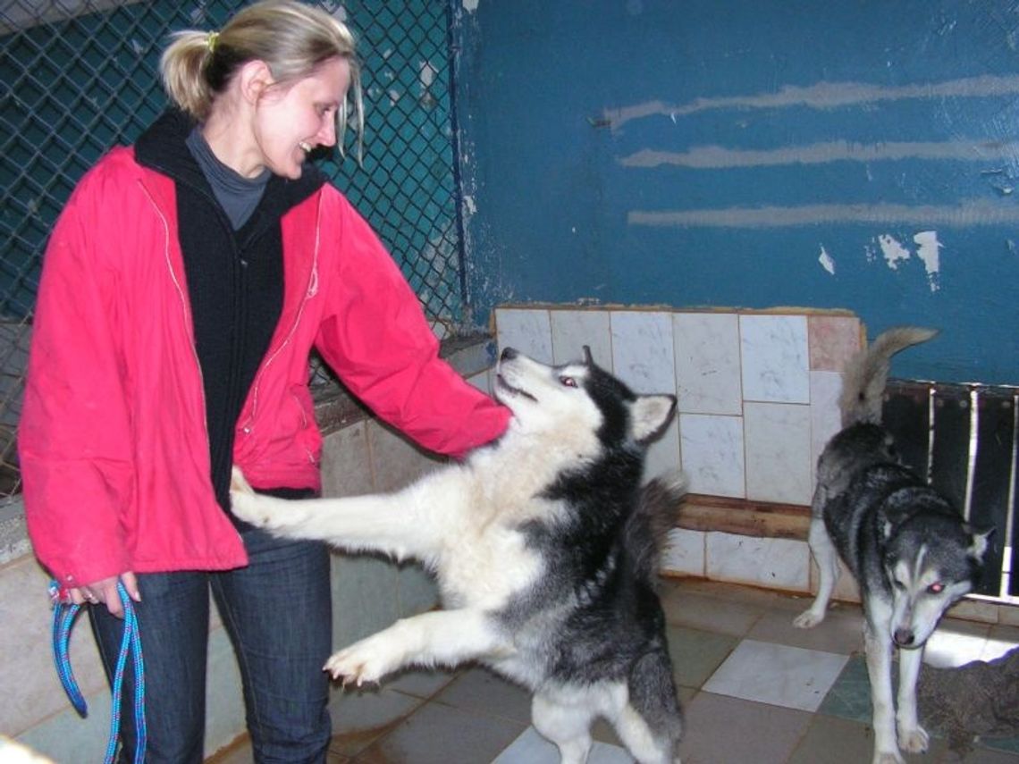 Dwa piękne husky przywiązane do bramy schroniska... Dwa piękne husky przywiązane do bramy schroniska...