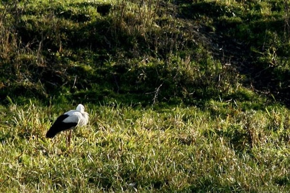 Dzień Bociana Dzień Bociana