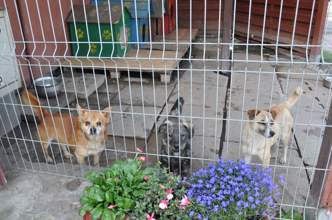 Dzień otwarty schroniska w Tczewie już w najbliższą niedzielę Dzień otwarty schroniska w Tczewie już w najbliższą niedzielę