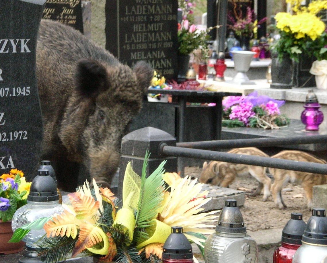 Dziki na cmentarzu w Gdyni – Witominie Dziki na cmentarzu w Gdyni – Witominie
