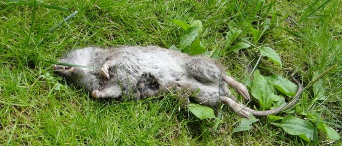 Dziko żyjące koty chronią nas przed gryzoniami