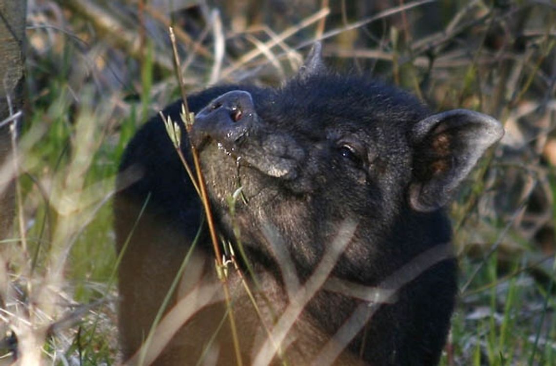 Dziwne zwierzę jak z... bajki Dziwne zwierzę jak z... bajki