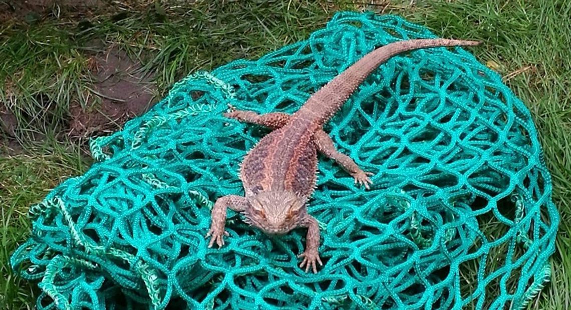 Egzotyczna jaszczurka w Ujeścisku