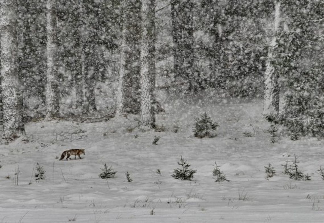 Ekologia w obiektywie - wygrał samotny lis 