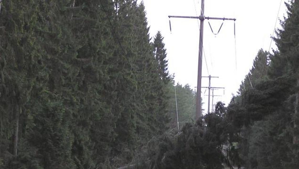 Fatalne skutki porywistego wiatru. Tysiące osób bez prądu Fatalne skutki porywistego wiatru. Tysiące osób bez prądu