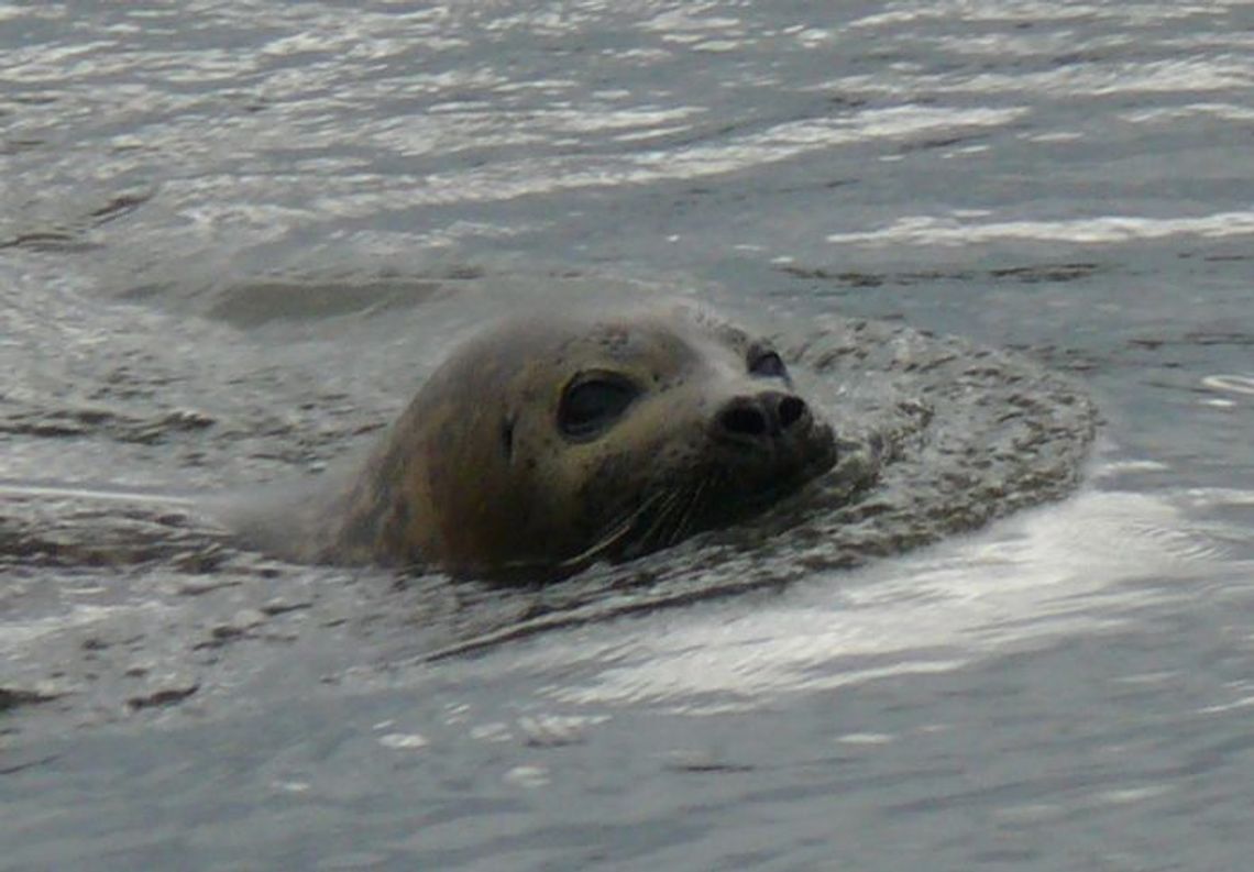 Foce spodobał się… Gniew Foce spodobał się… Gniew