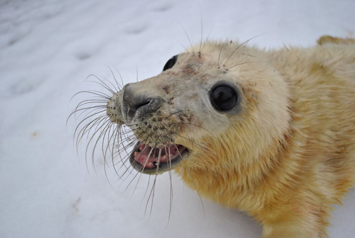 Foka Koga z USG już na świecie Foka Koga z USG już na świecie