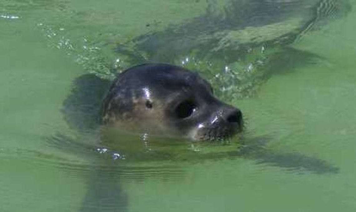 Foki pospolite w Ujściu Wisły Foki pospolite w Ujściu Wisły