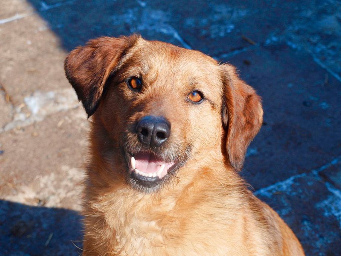 [FOTO] Chcesz znaleźć najlepszego przyjaciela? Czeka na Ciebie w schronisku
