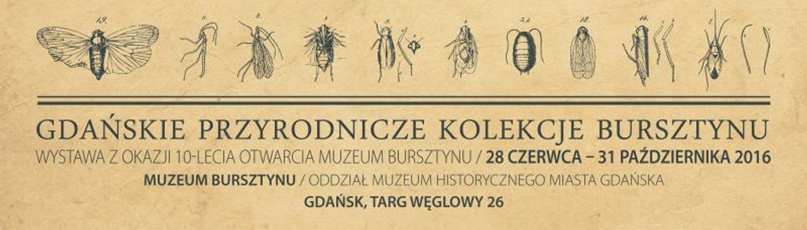 Gdańskie przyrodnicze kolekcje bursztynu Gdańskie przyrodnicze kolekcje bursztynu