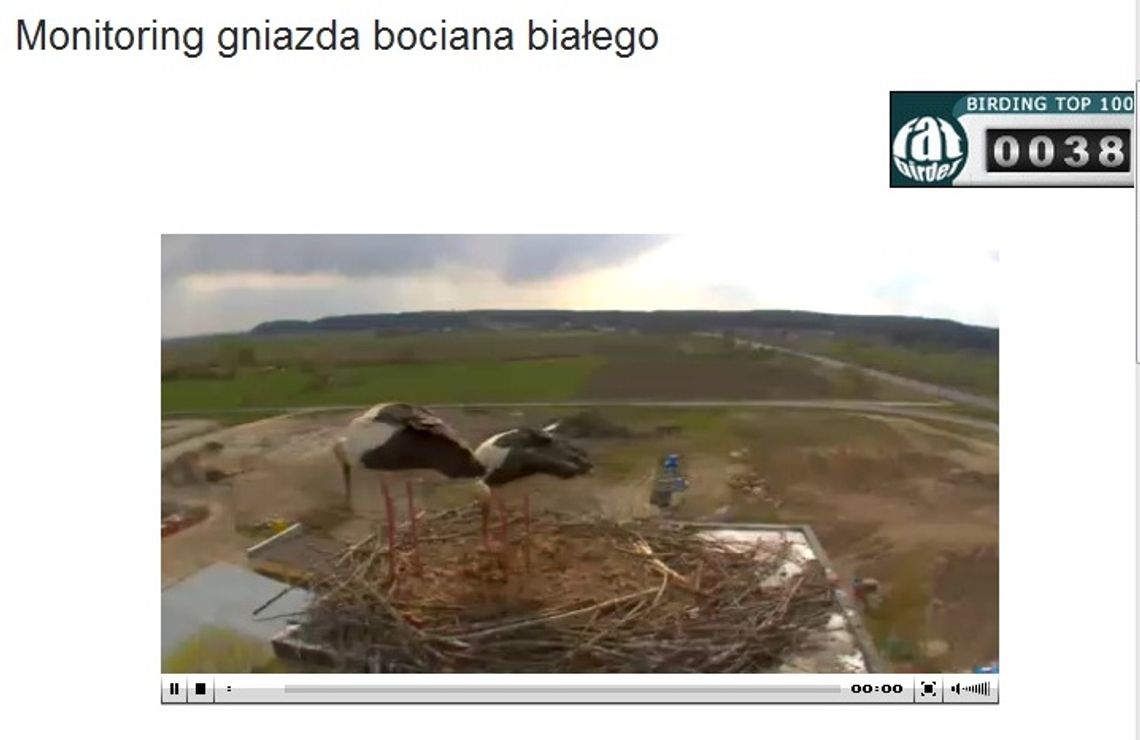 Gniewko i Wisełka podglądani nawet w Japonii Gniewko i Wisełka podglądani nawet w Japonii