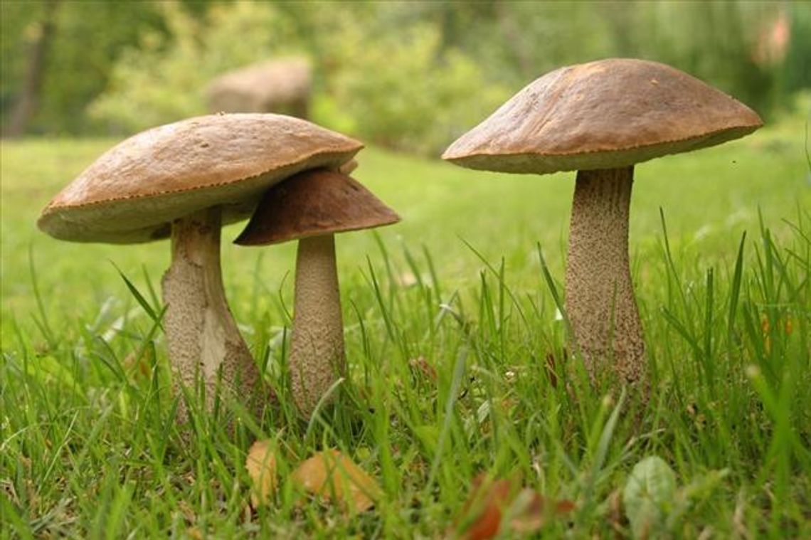 Grzyby – niebezpieczne dary natury Grzyby – niebezpieczne dary natury