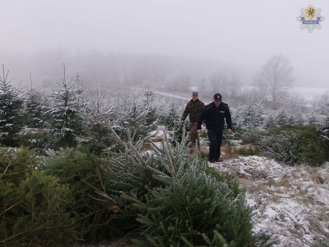 Handel choinkami pod nadzorem Handel choinkami pod nadzorem
