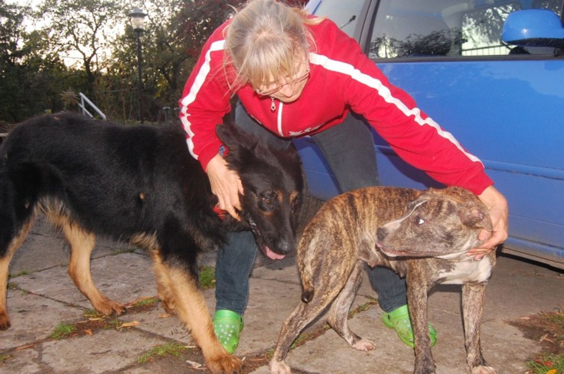 Historia przyjaźni wilczura Egona i porzuconej amstaffki Soni Historia przyjaźni wilczura Egona i porzuconej amstaffki Soni