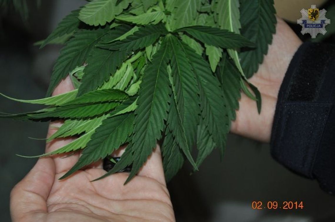 Hodował przed domem marihuanę