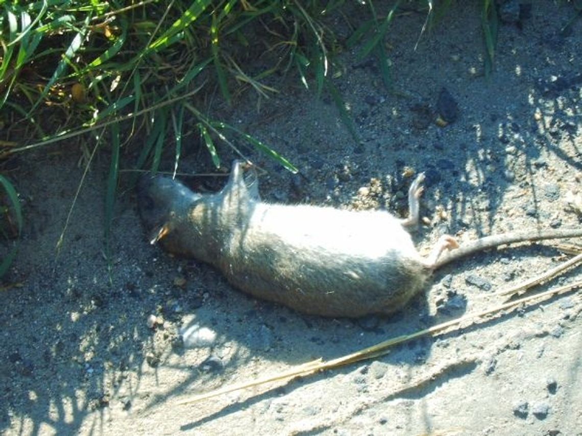 Hodowanie szczurów. Tczewianie skarżą się na towarzystwo gryzoni w mieście Hodowanie szczurów. Tczewianie skarżą się na towarzystwo gryzoni w mieście