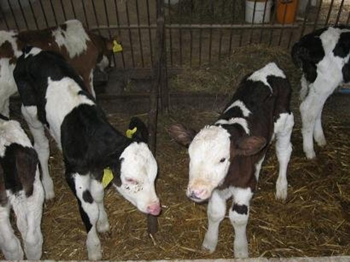 Horrendalne kary! 15 tys. zł za dzień spóźnienia Horrendalne kary! 15 tys. zł za dzień spóźnienia