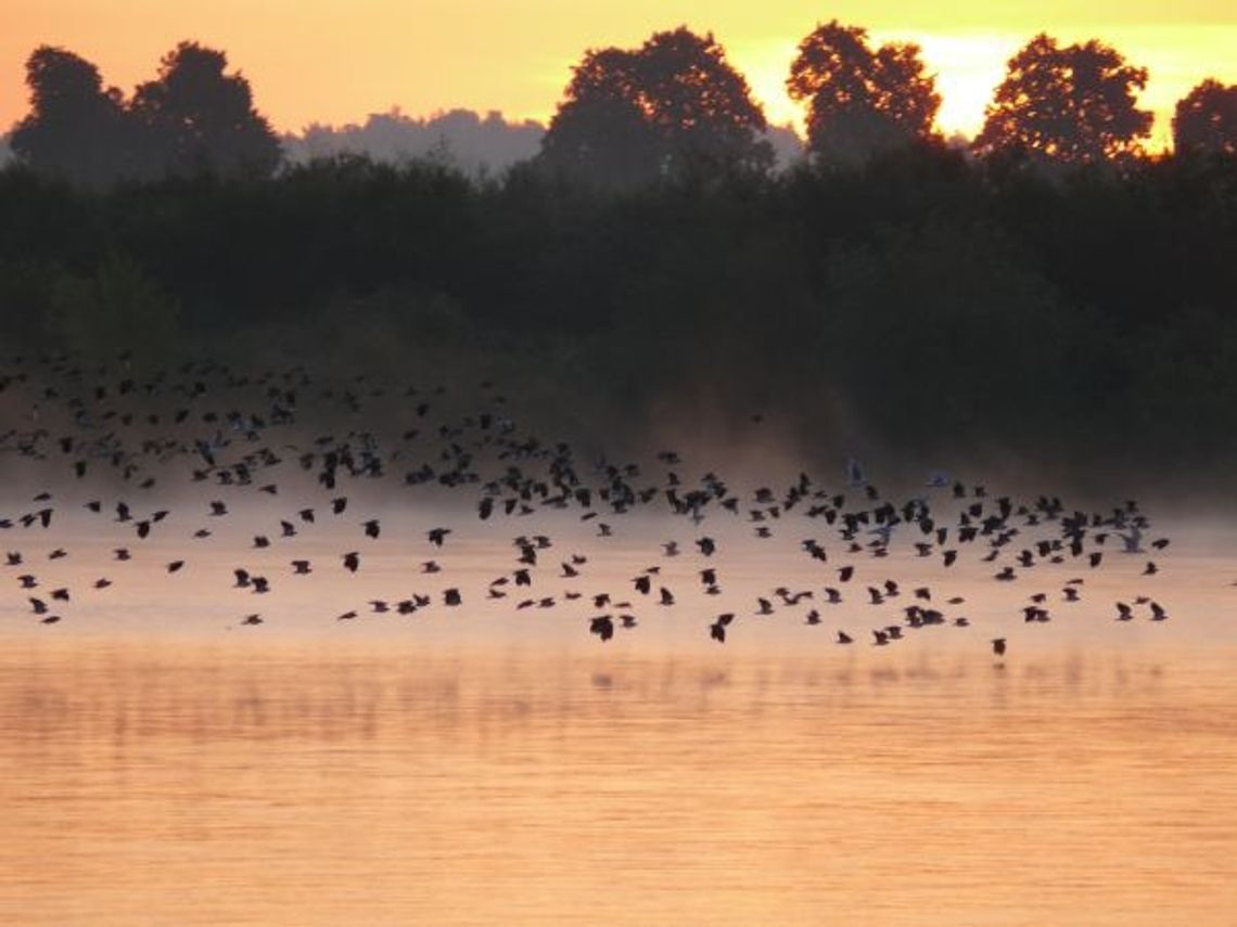 Idzie zima, ptaki – w odlocie i na żerowisku Idzie zima, ptaki – w odlocie i na żerowisku