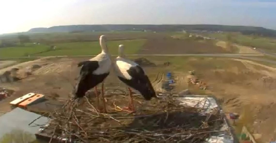 „Internetowe” bocianie gniazdo „Internetowe” bocianie gniazdo