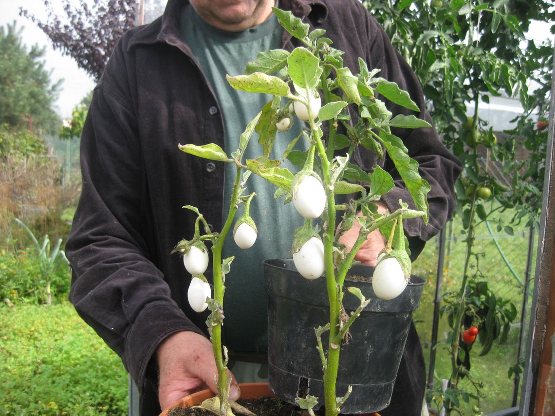 Jajka na krzaku? Co „wyhodował" mieszkaniec Zblewa? Jajka na krzaku? Co „wyhodował" mieszkaniec Zblewa?