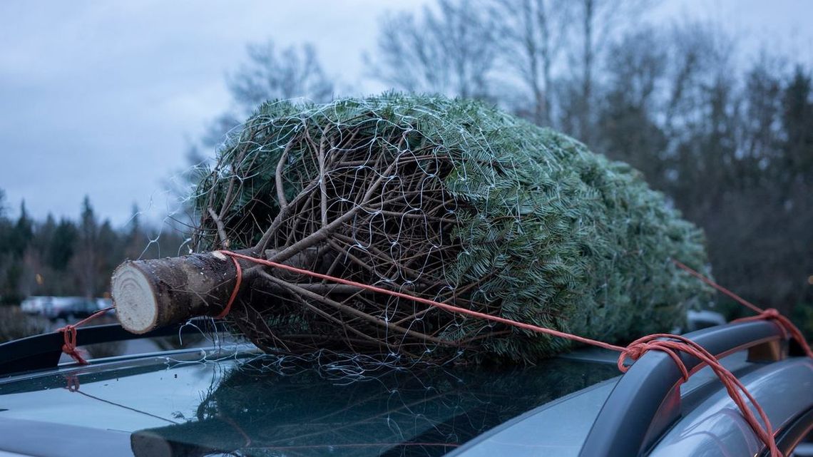 Jak bezpiecznie przewieźć choinkę?