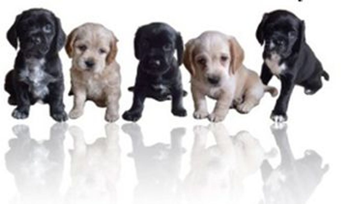 Jak odnaleźć zagubionego psa?