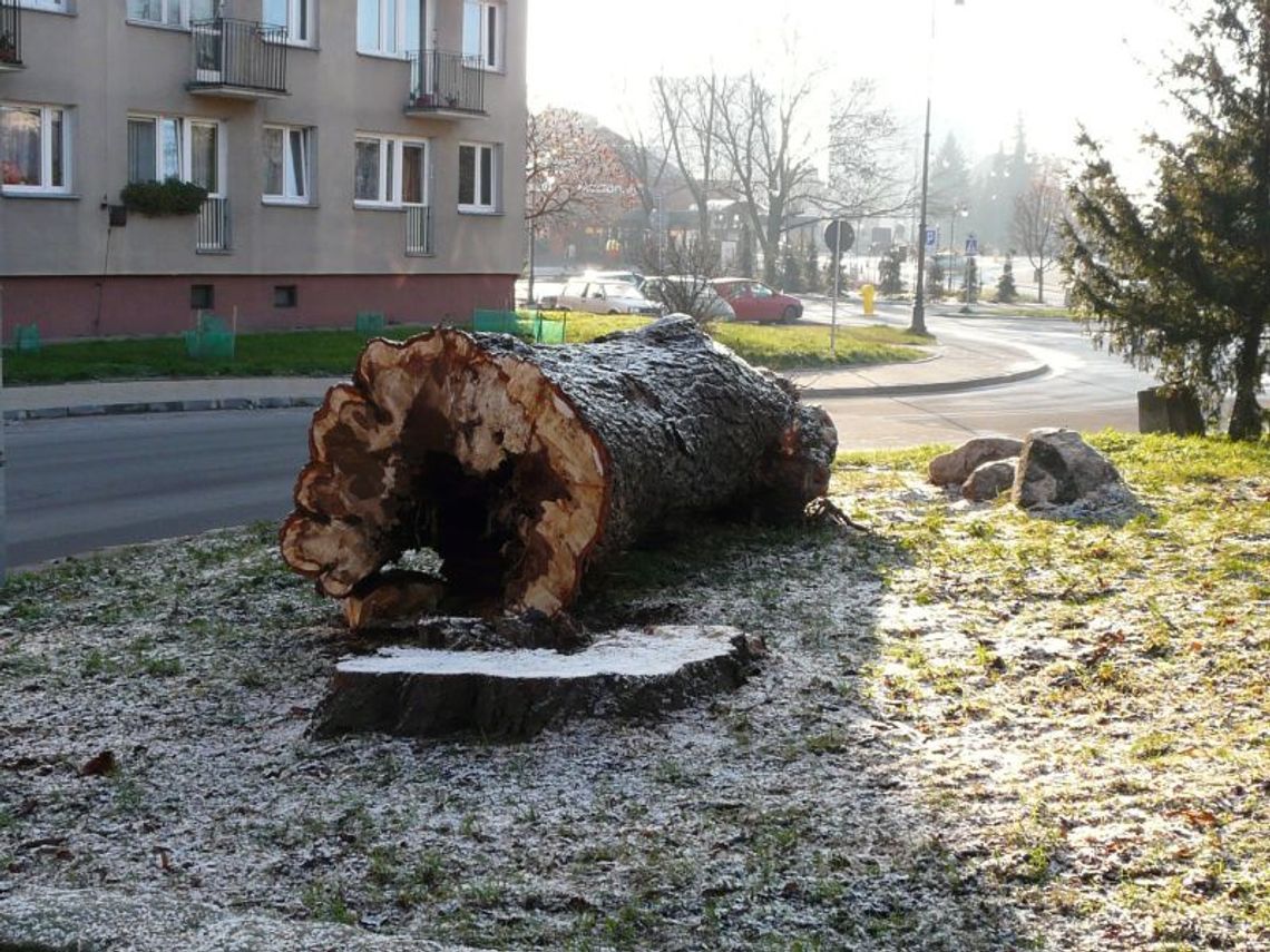 Kasztanowiec poszedł pod piłę