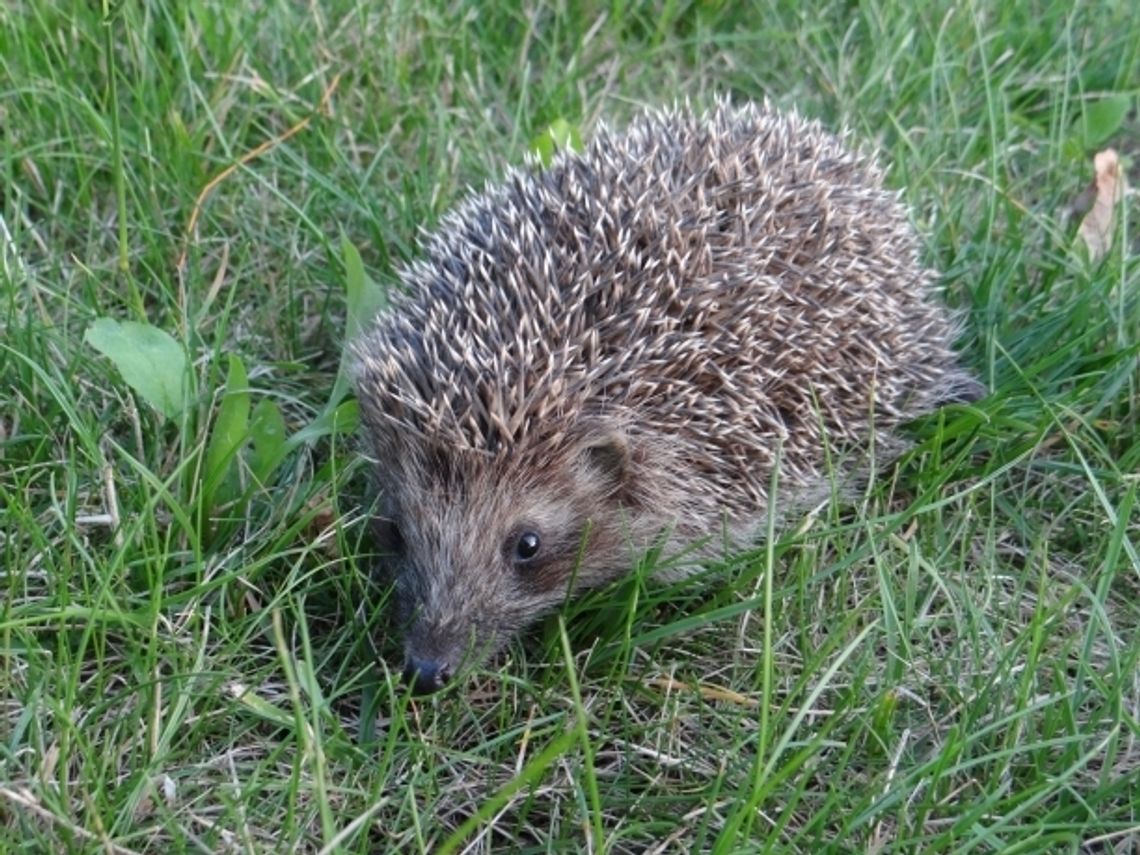 Kierowco uważaj – drogi pełne jeży Kierowco uważaj – drogi pełne jeży