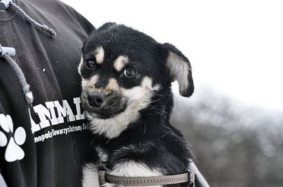 Kobieta trzymała 30 zdziczałych psów w mieszkaniu. Zwierzęta są już bezpieczne Kobieta trzymała 30 zdziczałych psów w mieszkaniu. Zwierzęta są już bezpieczne