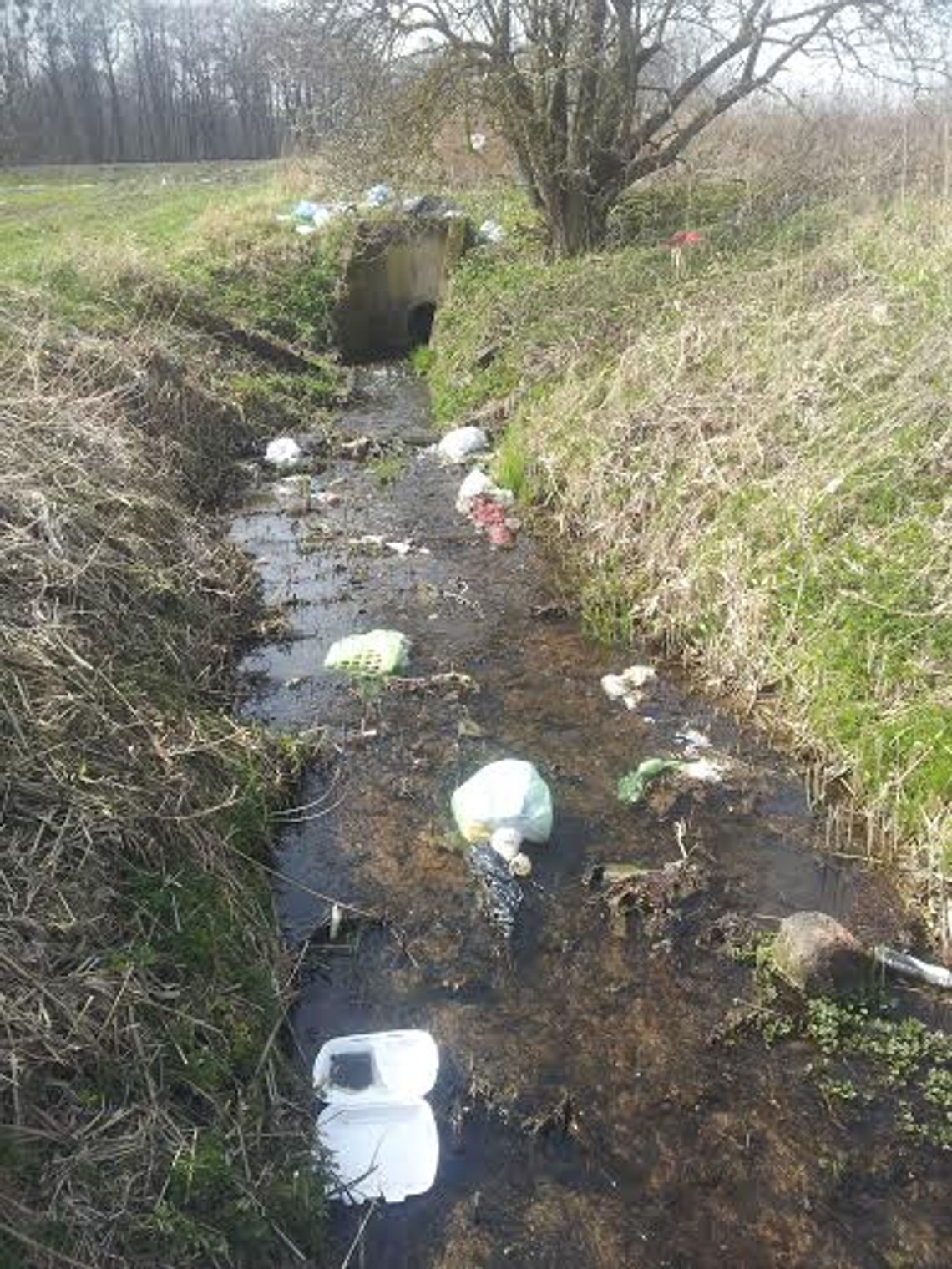 Kociewie tonie w śmieciach. Dbanie o naturę to sprawa nas wszystkich