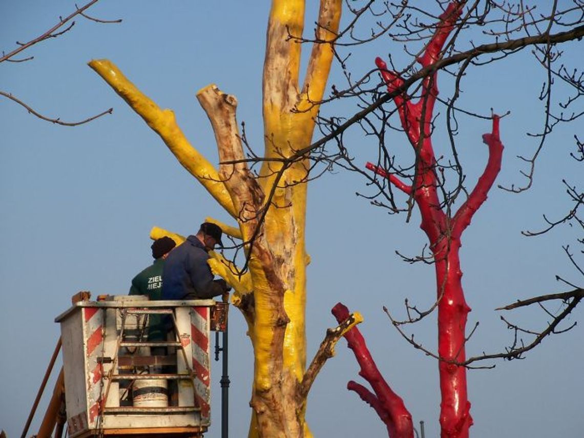 Kolorowe drzewa nad Wisłą – takie rzeczy tylko w Tczewie... Kolorowe drzewa nad Wisłą – takie rzeczy tylko w Tczewie...