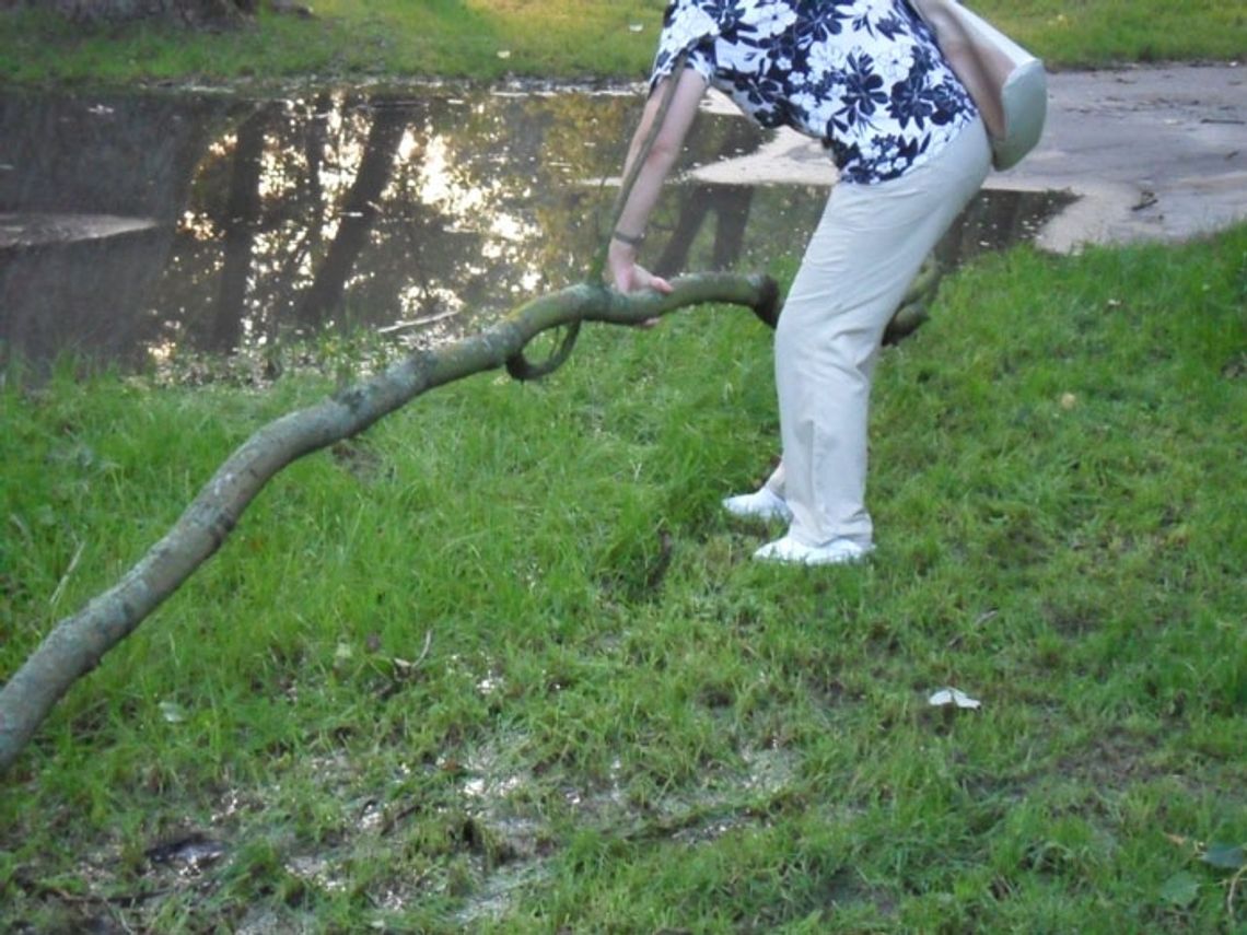 Konar spadł na głowę młodej starogardzanki Konar spadł na głowę młodej starogardzanki