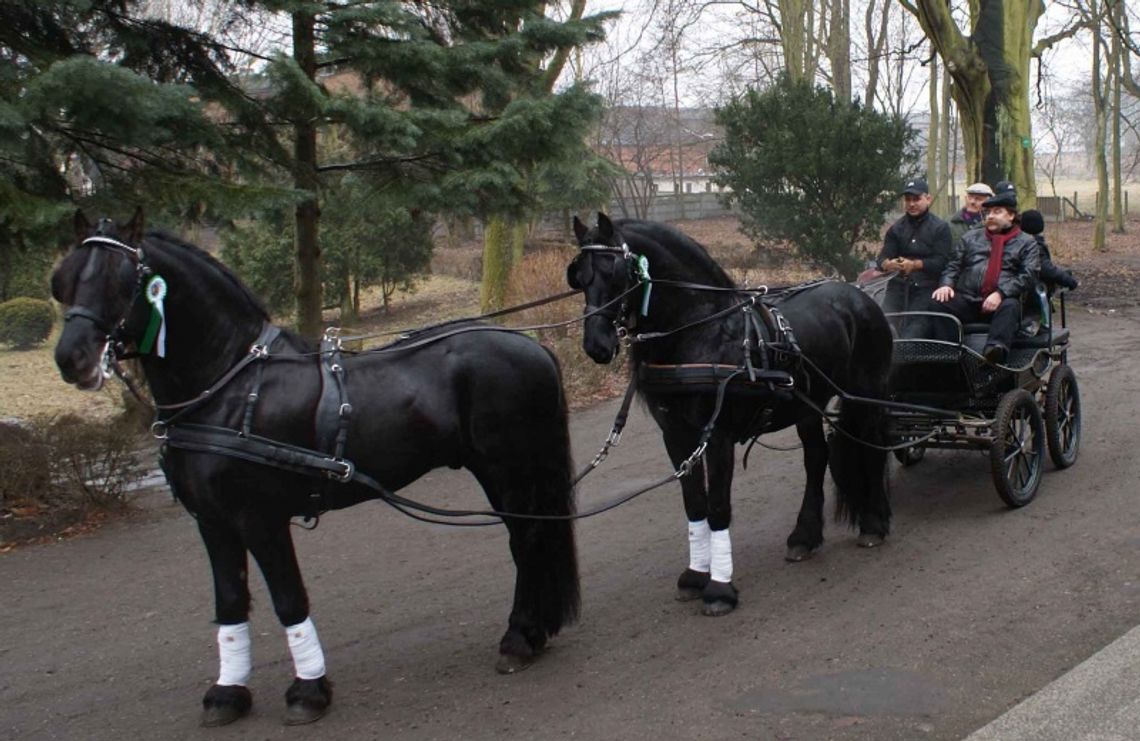 Konie, dumne konie… Konie, dumne konie…