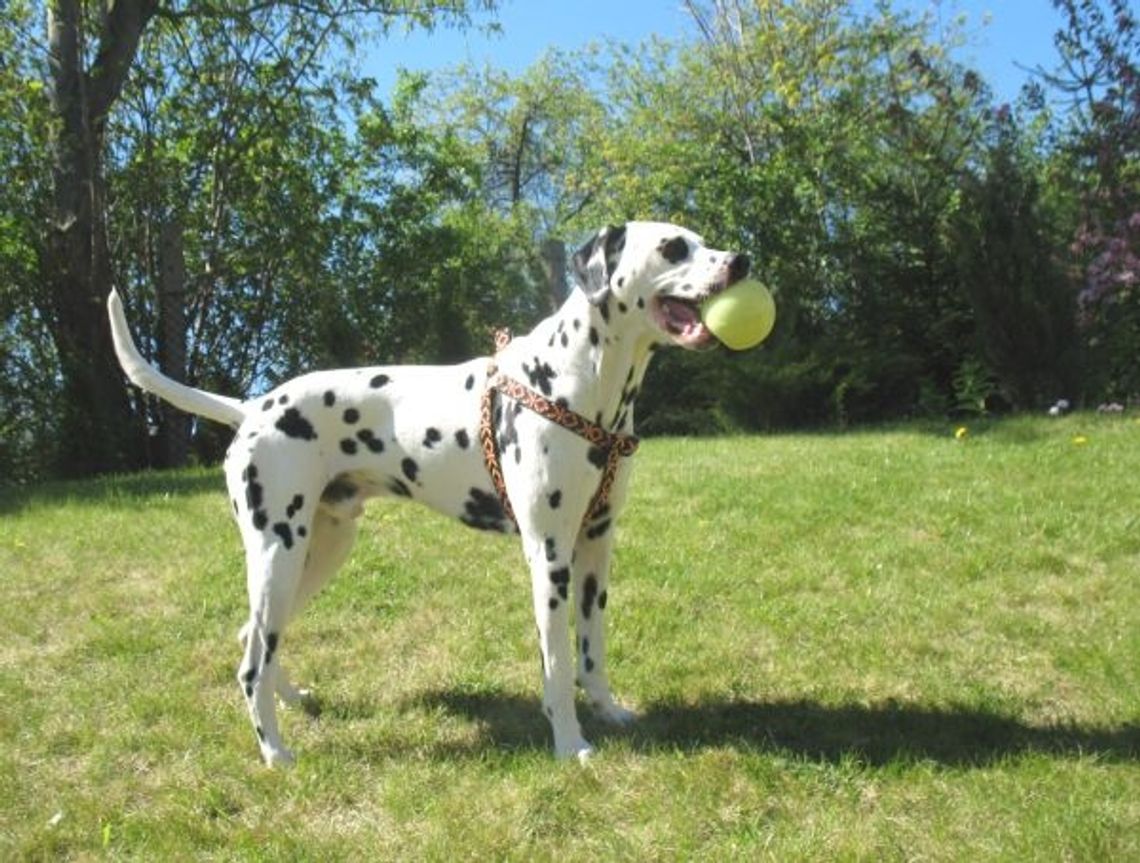 Koniec czipowania psów na koszt miasta! Koniec czipowania psów na koszt miasta!