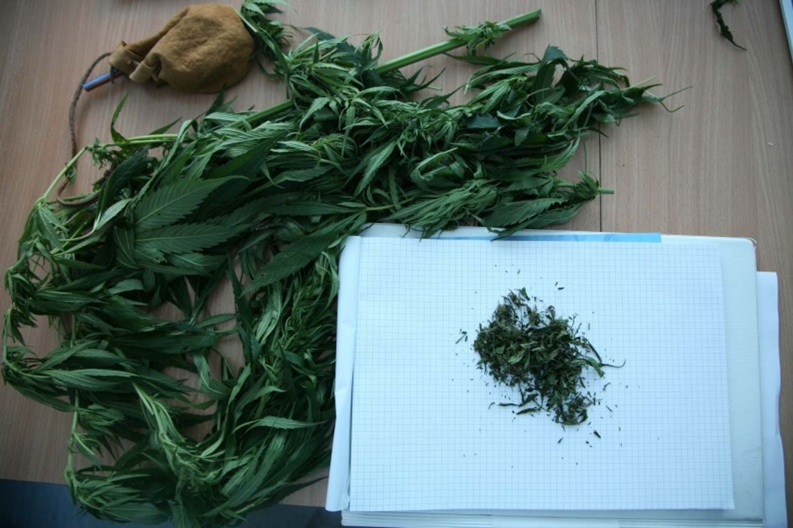 Konopie na działkach ogrodniczych i w lesie