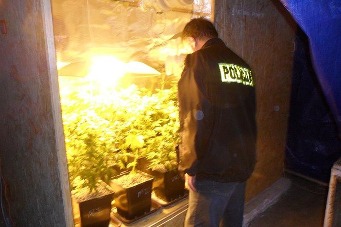 Konopie "wyskoczyły" w garażu. Plantacyjna działeczka na "działki" Konopie "wyskoczyły" w garażu. Plantacyjna działeczka na "działki"