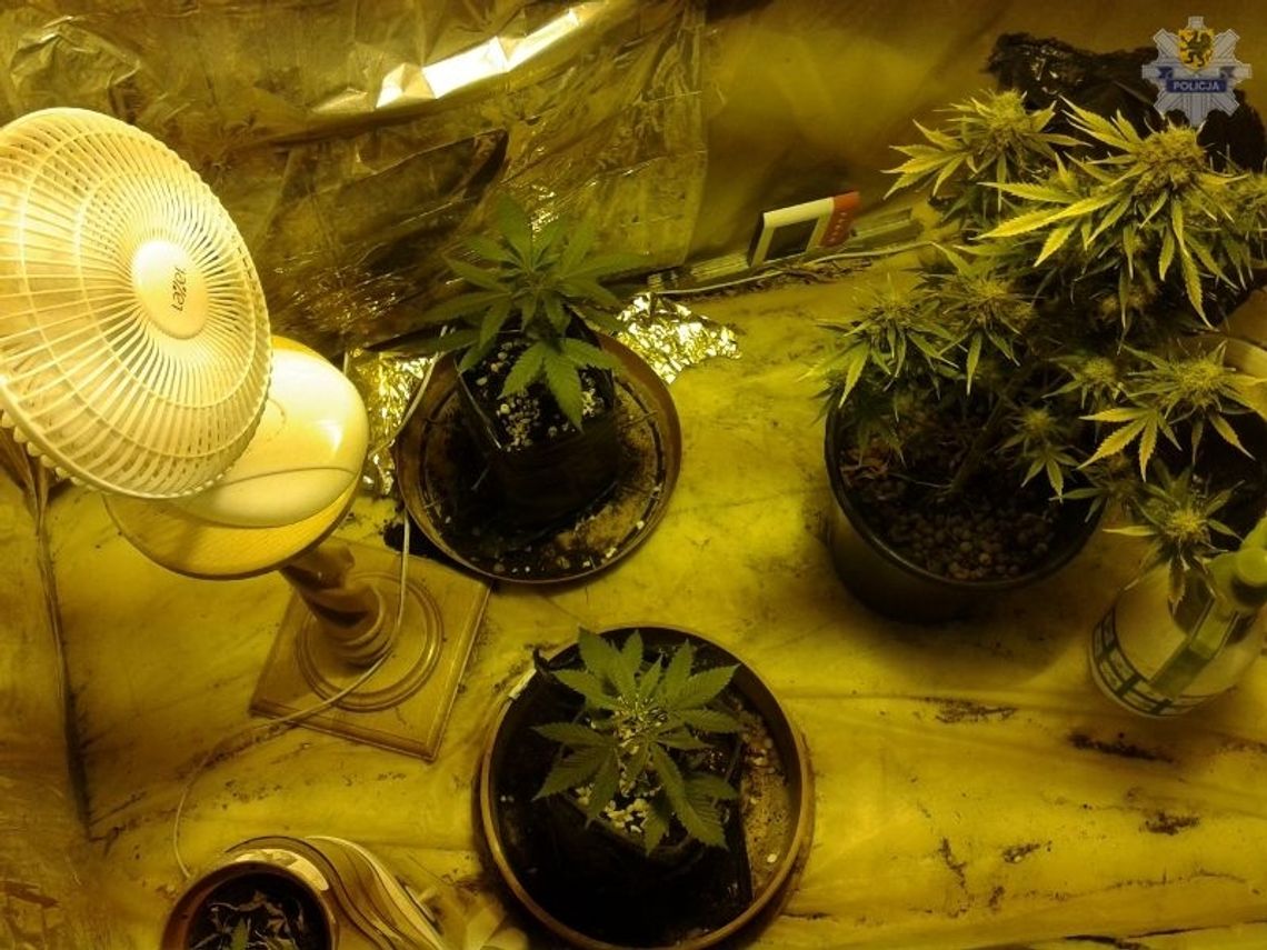 Konopielki w namiocie foliowym