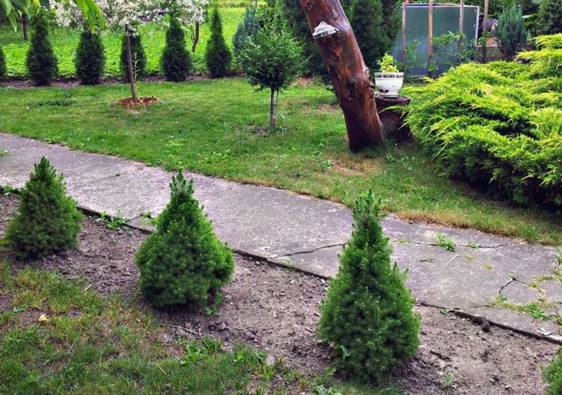 Kontenery na odpady zmieszane i zielone będą podstawiane Kontenery na odpady zmieszane i zielone będą podstawiane