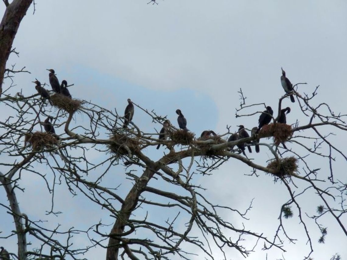 Kormorany udręką dla rybaków i leśników Kormorany udręką dla rybaków i leśników