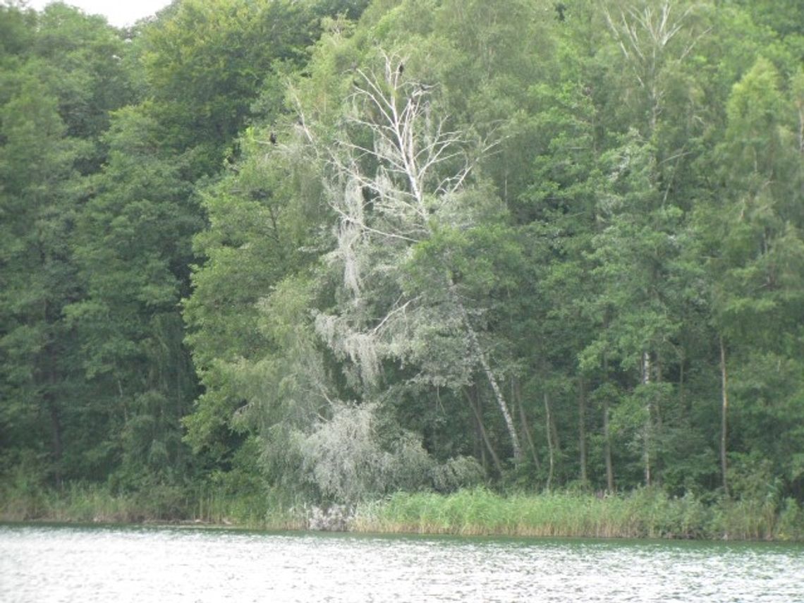 Kormorany zamieszkały nad jeziorem Kucki Kormorany zamieszkały nad jeziorem Kucki