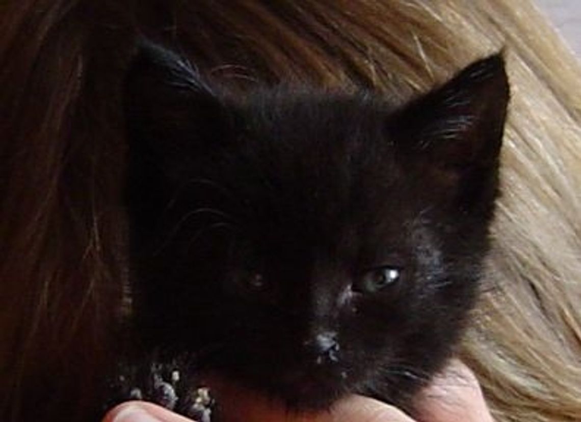 Kotem w betonową ścianę