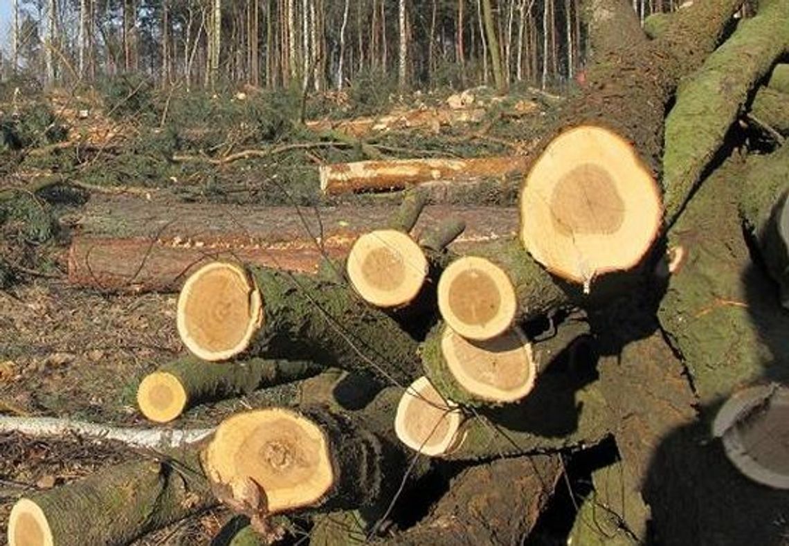 Kradł drewno z lasu. Złapany na gorącym uczynku Kradł drewno z lasu. Złapany na gorącym uczynku