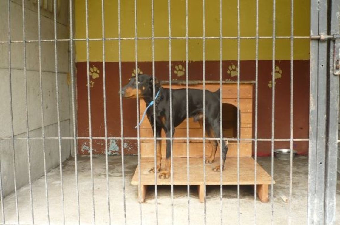 Krótkotrwała miłości do zwierząt. Pieski bez wakacji