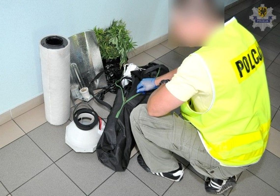 Kryminalni zlikwidowali uprawę marihuany Kryminalni zlikwidowali uprawę marihuany