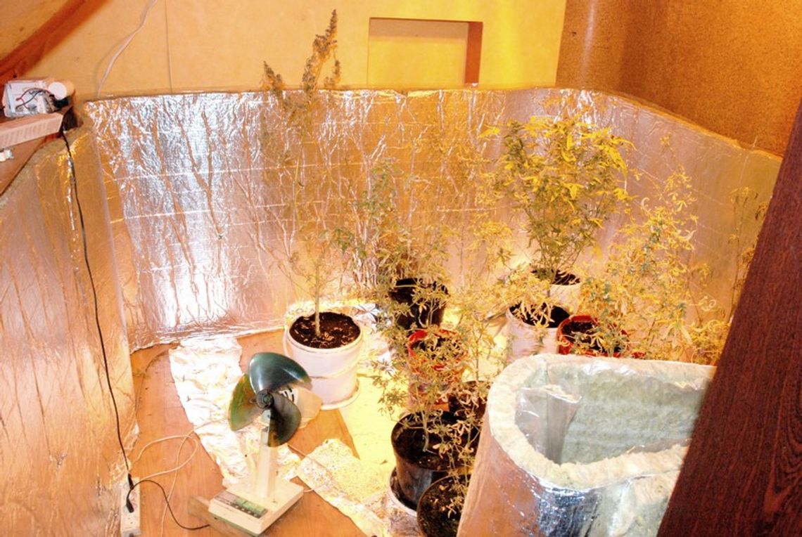 Krzaki konopi indyjskich w mieszkaniu Krzaki konopi indyjskich w mieszkaniu