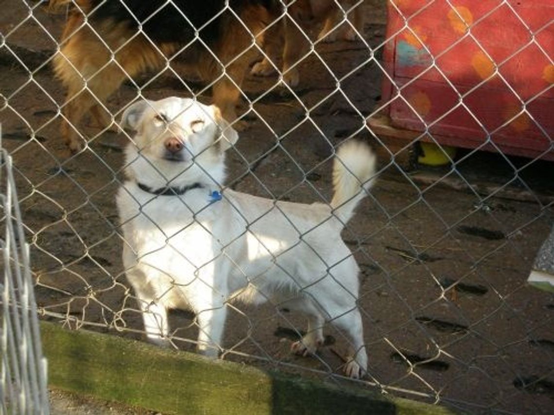 Kto przygarnie kumpli Mrozika? Kto przygarnie kumpli Mrozika?