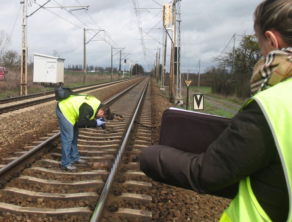 Kto w Czarlinie morduje psy?