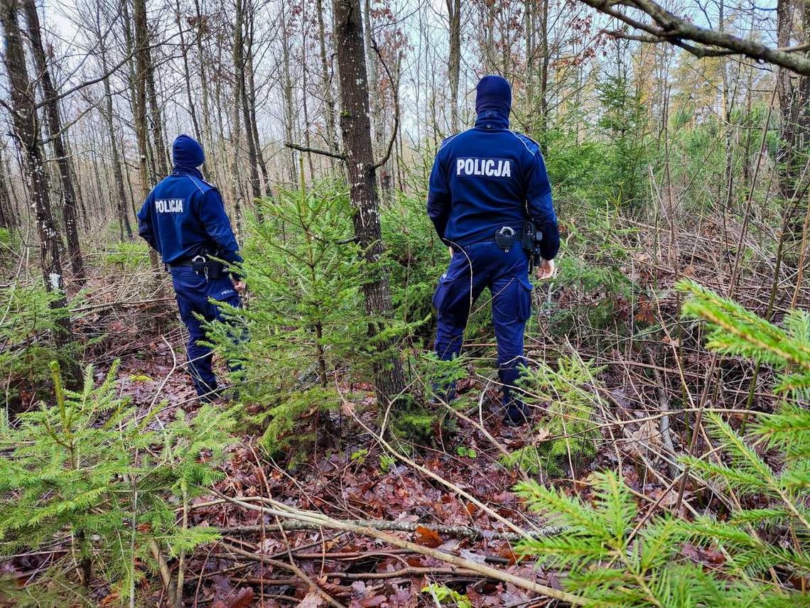 Kupno i sprzedaż choinek. Policjanci kontrolują nielegalną wycinkę w lasach